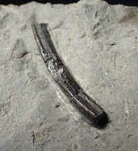 Load image into Gallery viewer, Jurassic ichthyosaur bones (vertebrae) in shale from Lyme Regis