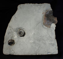 Load image into Gallery viewer, Jurassic ichthyosaur bones (vertebrae & coracoid) in shale from Lyme Regis
