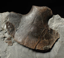 Load image into Gallery viewer, Jurassic ichthyosaur bones (vertebrae & coracoid) in shale from Lyme Regis