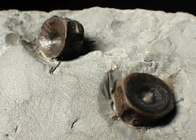Load image into Gallery viewer, Jurassic ichthyosaur bones (vertebrae & coracoid) in shale from Lyme Regis