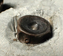 Load image into Gallery viewer, Jurassic ichthyosaur bones (vertebrae & coracoid) in shale from Lyme Regis