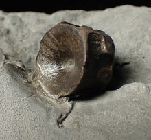 Load image into Gallery viewer, Jurassic ichthyosaur bones (vertebrae & coracoid) in shale from Lyme Regis