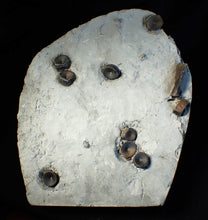 Load image into Gallery viewer, Jurassic ichthyosaur bones (vertebrae & coracoid) in shale from Lyme Regis