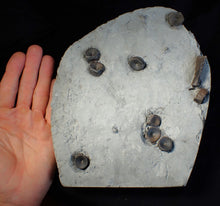 Load image into Gallery viewer, Jurassic ichthyosaur bones (vertebrae & coracoid) in shale from Lyme Regis