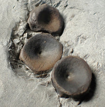 Load image into Gallery viewer, Jurassic ichthyosaur bones (vertebrae & coracoid) in shale from Lyme Regis