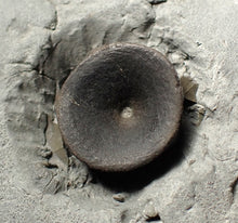 Load image into Gallery viewer, Jurassic ichthyosaur bones (vertebrae & coracoid) in shale from Lyme Regis