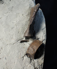 Load image into Gallery viewer, Jurassic ichthyosaur bones (vertebrae & coracoid) in shale from Lyme Regis
