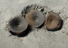 Load image into Gallery viewer, Jurassic ichthyosaur bones (vertebrae & coracoid) in shale from Lyme Regis