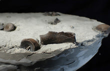 Load image into Gallery viewer, Jurassic ichthyosaur bones (vertebrae & coracoid) in shale from Lyme Regis