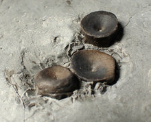 Load image into Gallery viewer, Jurassic ichthyosaur bones (vertebrae & coracoid) in shale from Lyme Regis