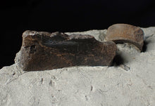 Load image into Gallery viewer, Jurassic ichthyosaur bones (vertebrae & coracoid) in shale from Lyme Regis