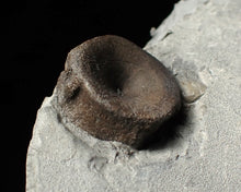 Load image into Gallery viewer, Jurassic ichthyosaur bones (vertebrae & coracoid) in shale from Lyme Regis