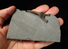 Load image into Gallery viewer, Jurassic ichthyosaur neural bone in shale from Lyme Regis