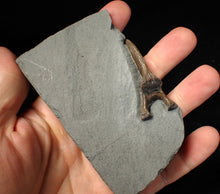 Load image into Gallery viewer, Jurassic ichthyosaur neural bone in shale from Lyme Regis