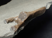 Load image into Gallery viewer, Jurassic ichthyosaur neural bone in shale from Lyme Regis