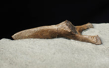 Load image into Gallery viewer, Jurassic ichthyosaur neural bone in shale from Lyme Regis