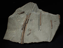 Load image into Gallery viewer, Jurassic ichthyosaur ribs in shale from Lyme Regis