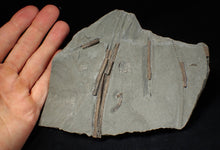 Load image into Gallery viewer, Jurassic ichthyosaur ribs in shale from Lyme Regis