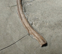 Load image into Gallery viewer, Large Jurassic ichthyosaur ribs in shale from Lyme Regis