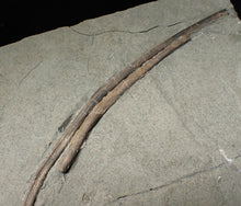Load image into Gallery viewer, Large Jurassic ichthyosaur ribs in shale from Lyme Regis