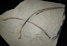 Load image into Gallery viewer, Large Jurassic ichthyosaur ribs in shale from Lyme Regis