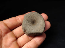 Load image into Gallery viewer, Large Jurassic ichthyosaur bone (vertebra) from Lyme Regis (44mm)