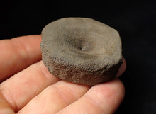 Load image into Gallery viewer, Large Jurassic ichthyosaur bone (vertebra) from Lyme Regis (44mm)