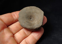 Load image into Gallery viewer, Large Jurassic ichthyosaur bone (vertebra) from Lyme Regis (44mm)