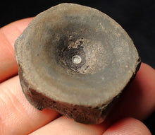 Load image into Gallery viewer, Large high-quality Jurassic ichthyosaur bone (vertebra) from Lyme Regis (32mm)