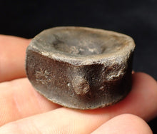 Load image into Gallery viewer, Large high-quality Jurassic ichthyosaur bone (vertebra) from Lyme Regis (32mm)