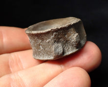 Load image into Gallery viewer, Large high-quality Jurassic ichthyosaur bone (vertebra) from Lyme Regis (32mm)