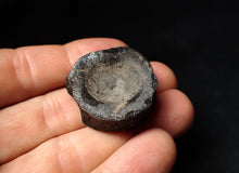 Load image into Gallery viewer, Large Jurassic ichthyosaur bone (vertebra) from Lyme Regis (31mm)