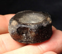 Load image into Gallery viewer, Large Jurassic ichthyosaur bone (vertebra) from Lyme Regis (31mm)