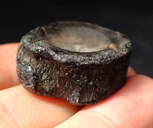 Load image into Gallery viewer, Large Jurassic ichthyosaur bone (vertebra) from Lyme Regis (31mm)