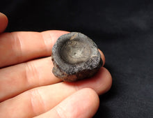 Load image into Gallery viewer, Large Jurassic ichthyosaur bone (vertebra) from Lyme Regis (31mm)