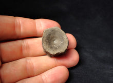 Load image into Gallery viewer, Jurassic ichthyosaur bone (vertebra) from Lyme Regis (28mm)