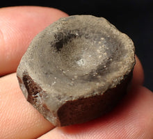 Load image into Gallery viewer, Jurassic ichthyosaur bone (vertebra) from Lyme Regis (28mm)