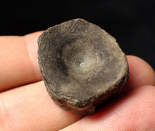 Load image into Gallery viewer, Jurassic ichthyosaur bone (vertebra) from Lyme Regis (28mm)