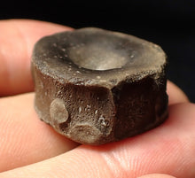 Load image into Gallery viewer, Jurassic ichthyosaur bone (vertebra) from Lyme Regis (28mm)