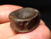 Load image into Gallery viewer, High quality Jurassic ichthyosaur bone (vertebra) from Lyme Regis (22mm)