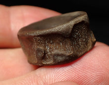 Load image into Gallery viewer, High quality Jurassic ichthyosaur bone (vertebra) from Lyme Regis (22mm)