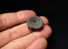 Load image into Gallery viewer, Jurassic ichthyosaur bone (vertebra) from Lyme Regis (21mm)