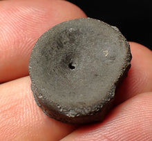 Load image into Gallery viewer, Jurassic ichthyosaur bone (vertebra) from Lyme Regis (21mm)