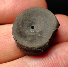 Load image into Gallery viewer, Jurassic ichthyosaur bone (vertebra) from Lyme Regis (21mm)