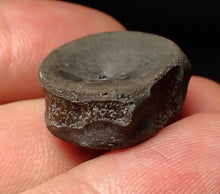 Load image into Gallery viewer, Jurassic ichthyosaur bone (vertebra) from Lyme Regis (21mm)