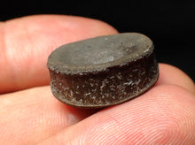 Load image into Gallery viewer, Jurassic ichthyosaur bone (vertebra) from Lyme Regis (21mm)