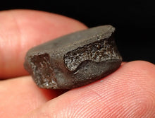 Load image into Gallery viewer, Jurassic ichthyosaur bone (vertebra) from Lyme Regis (21mm)
