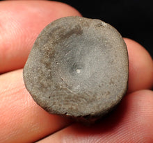Load image into Gallery viewer, Jurassic ichthyosaur bone (vertebra) from Lyme Regis (22mm)