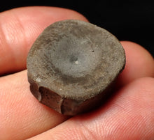 Load image into Gallery viewer, Jurassic ichthyosaur bone (vertebra) from Lyme Regis (22mm)