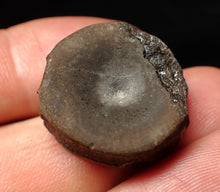 Load image into Gallery viewer, Jurassic ichthyosaur bone (vertebra) from Lyme Regis (22mm)